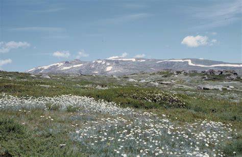 Alpine shrubland and herbfields - Australian Vegetation - raincitystudios.com