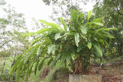 Alpinia katsumadai and Wurfbainia vera Extracts Modulate ... - MDPI - muktibox.com