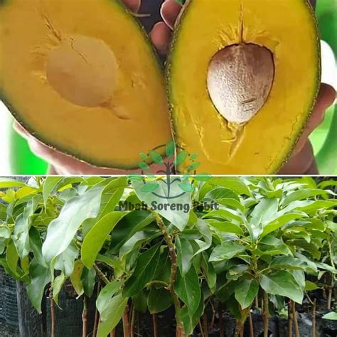 Alpukat Mentega asal Sambung - Agro Bibit ID - raincitystudios.com