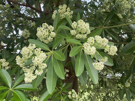 Alstonia scholaris (Linn.) R. Br. - raincitystudios.com