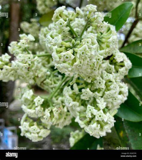 Alstonia scholaris (white cheesewood) | CABI Compendium - raincitystudios.com