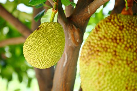 Alt-meat startup puts jackfruit in the spotlight - Food … - raincitystudios.com
