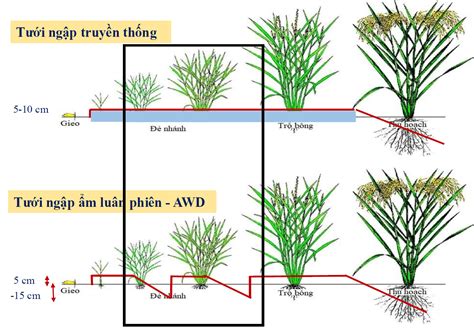 Alternate wetting and drying irrigation technology for sustainable rice ... - wintechmobiles.com