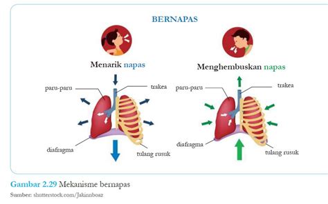 Alur Pernafasan - muktibox.com
