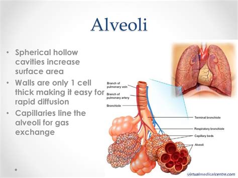 alveoli ibu - elchoricharrua.com