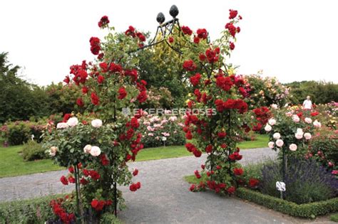 AMADEUS Ekerler Roses.