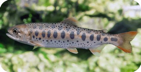 Amago - wintechmobiles.com