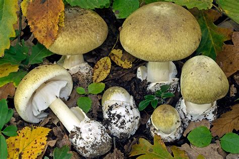 Amanita phalloides - muktibox.com