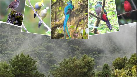 Amazing Birds in Highland Cloud Forest, Costa Rica - raincitystudios.com