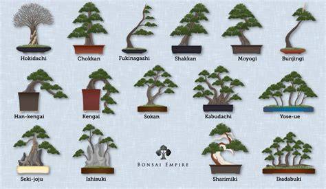 Amazing bonsai tree styles #bonsai #bonsaitree # ... - raincitystudios.com