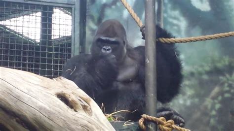 AMAZING HUMAN LIKE GORILLA JELANI Louisville Zoo - YouTube