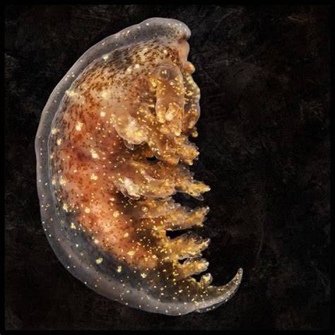 Amazing Russian Undersea Photography - raincitystudios.com