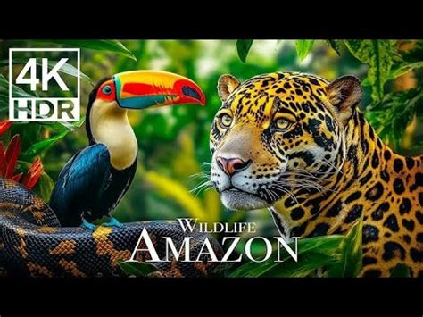 Amazon Rainforest: Realm of the Apex Predators | 4K Wildlife ... - muktibox.com