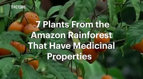Amazon Rainforest Plants: Healing & Survival - muktibox.com