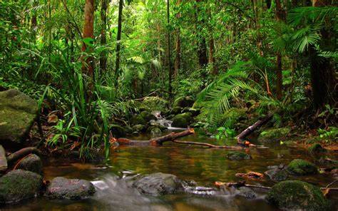 Amazon rainforest - raincitystudios.com