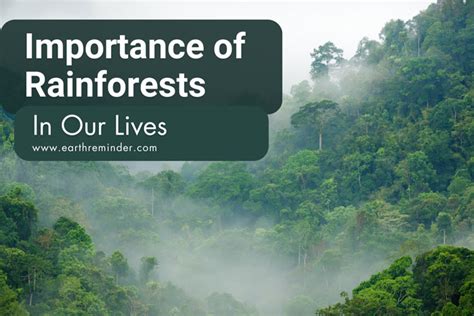 Amazon rainforests are rejuvenating their canopies by producing more ... - wintechmobiles.com
