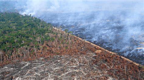 Amazon Threats | WWF - raincitystudios.com