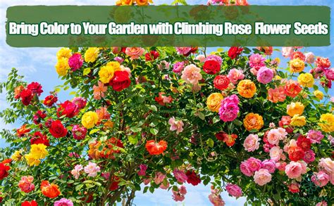 Amazon.co.uk: Climbing Flower Seeds - raincitystudios.com