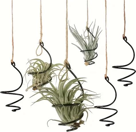 Amazon.com: Air Plant Holder - muktibox.com