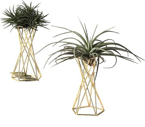 Amazon.com: Air Plant Holder Stand - muktibox.com