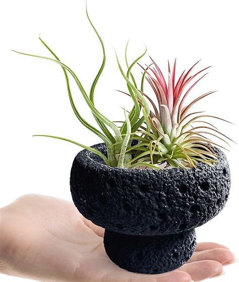 Amazon.com: Air Plant Stand - muktibox.com