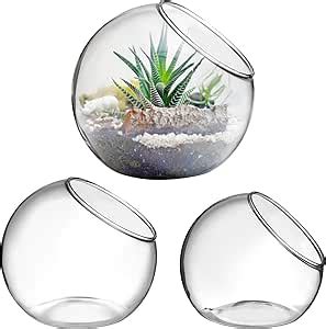 Amazon.com: Air Plant Vase - muktibox.com