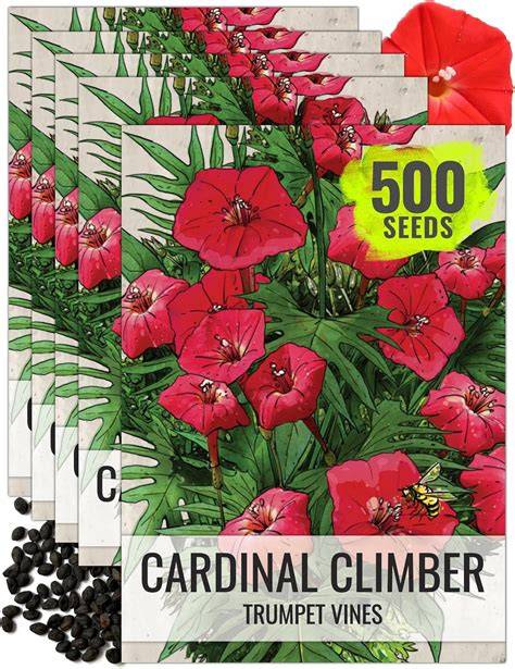 Amazon.com: Cardinal Climber Seeds - raincitystudios.com