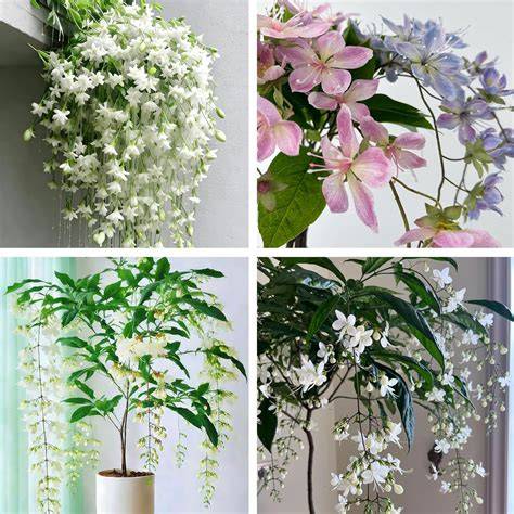 Amazon.com: Climbing Plants Seeds - raincitystudios.com