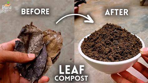 Amazon.in: Leaf Mould Compost - raincitystudios.com