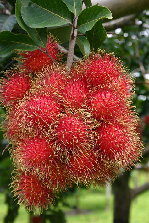 Amazon.in: Rambutan Fruit - raincitystudios.com