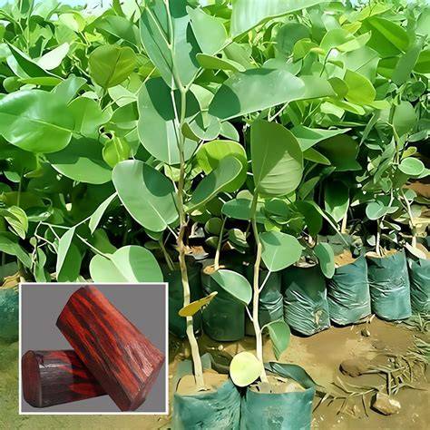 Amazon.in: Red Sandalwood Plant - raincitystudios.com