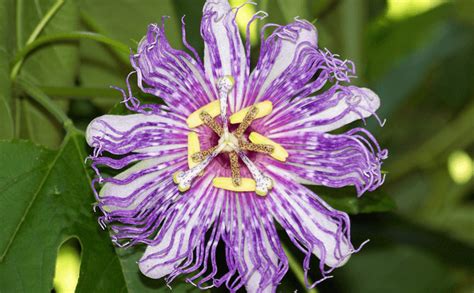 Amazonian Plants & Medicines | Ancient Natural Healing - muktibox.com