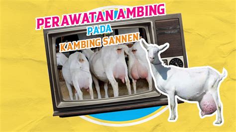 ambing kambing - elchoricharrua.com