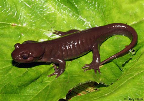 Ambystoma gracile (Northwestern Salamander) - muktibox.com