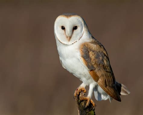 American Barn Owl - All About Birds - muktibox.com