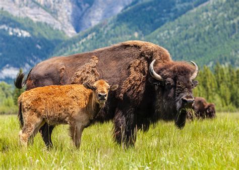 American Bison or Buffalo: Facts & Where to See Them - muktibox.com