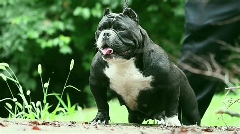 AMERICAN BULLY CARTEL - YouTube