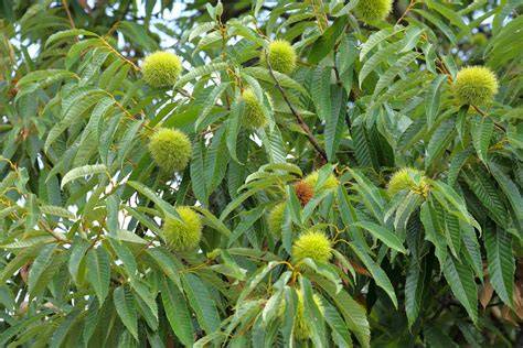 American chestnut - raincitystudios.com