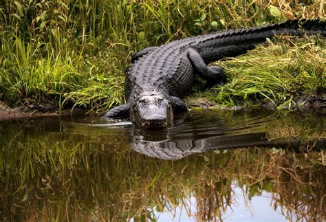 American crocodile | FWC - Florida Fish and Wildlife … - wintechmobiles.com