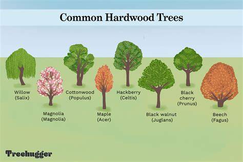 American Hardwoods: Tree Types, Species & Examples - raincitystudios.com