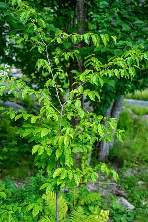 American Hornbeam - 25 Gallon – Trees and Plants - raincitystudios.com