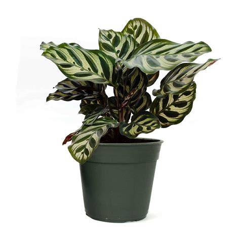 American Plant Exchange Live Calathea Makoyana - raincitystudios.com