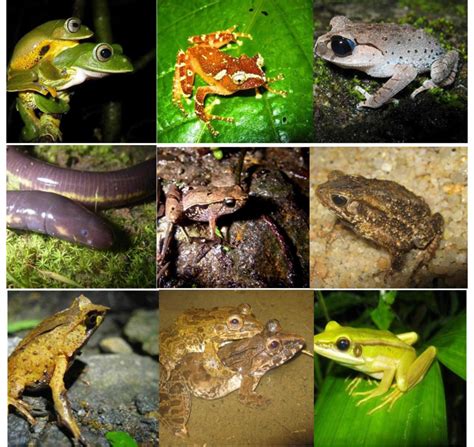 Amfibi - Hutan Harapan - muktibox.com