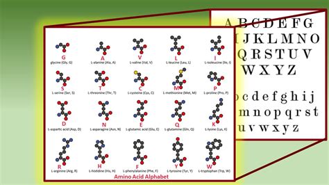 AMINO ACIDS ALPHABET ASSEMBLES PROTEIN CHAINS Evolution is a Myth