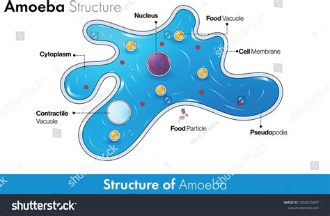 Amoeba - Pengertian, Ciri-Ciri, dan Jenisnya | Halodoc - muktibox.com