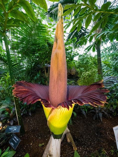 Amorphophallus titanum - eFlora of India - muktibox.com
