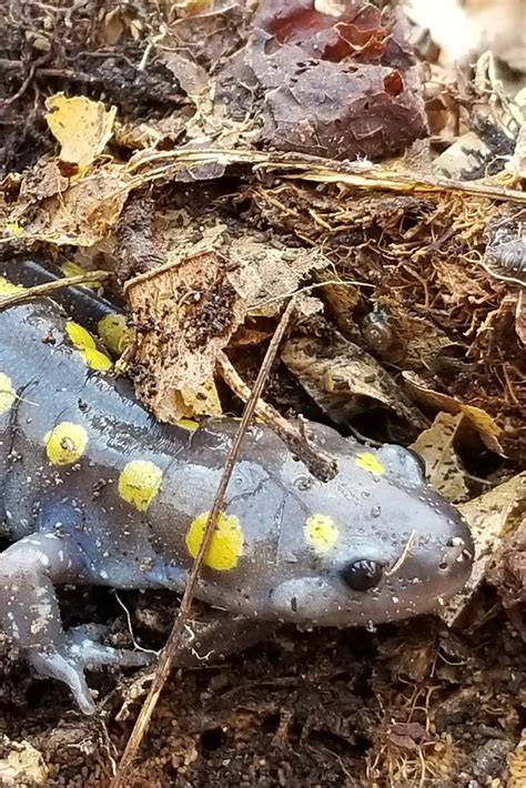 Amphibian Corridor: a Frog and Salamander Habitat Restoration Project - raincitystudios.com