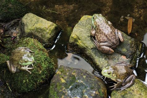 Amphibian Indicator Species: Frogs and Salamanders - raincitystudios.com