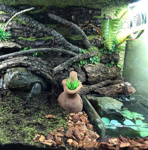 Amphibian Terrarium Decor - Etsy - muktibox.com
