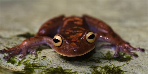 AMPHIBIENS & REPTILES